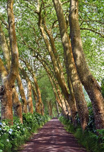 Trees Alley, Sao Miguel Island, Azores © Etienne Pierart
